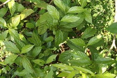 Sarcandra chloranthoides